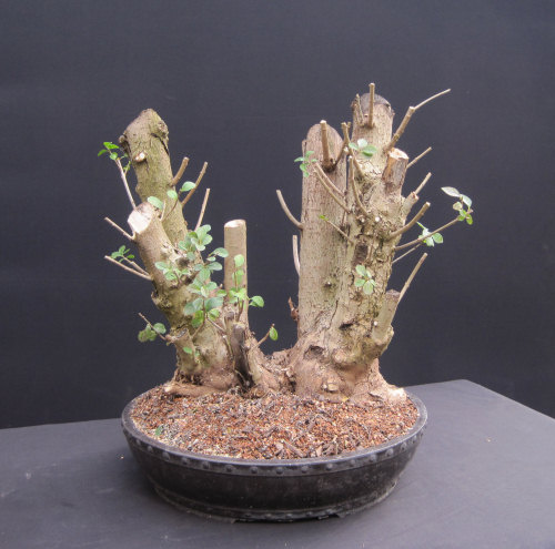 Privet Multi Trunk Bonsai